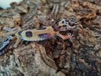 Luipaardgekko eublepharis macularis 0.0.1  #1, Hagedis
