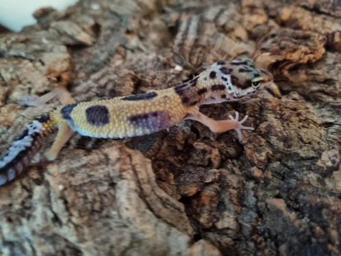 Luipaardgekko eublepharis macularis 0.0.1  #1, Dieren en Toebehoren, Reptielen en Amfibieën, Hagedis