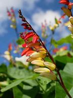 Zaden Prachtige Ipomoea lobata Éénjarige Klimmer, Volle zon, Eenjarig, Ophalen of Verzenden, Klimplanten