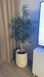 Kunst Olijfboom - Sfeervolle Decoratie, Huis en Inrichting, Kamerplanten, Ophalen, Overige soorten, Halfschaduw, In pot
