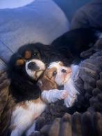Cavalier king charles spaniel met stamboom, Dieren en Toebehoren, CDV (hondenziekte), Reu, 8 tot 15 weken, Eén hond