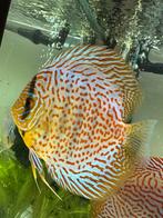 Discus vis, Dieren en Toebehoren, Vissen | Aquariumvissen