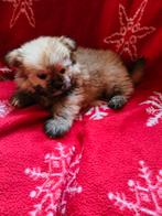 Boomer  pomeriaan. Pups, Dieren en Toebehoren, Overige rassen, Meerdere, Meerdere dieren, Nederland