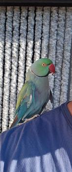 Super tamme halsband parkiet, Dieren en Toebehoren