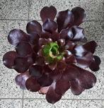 Aeonium pomegranate, Huis en Inrichting, Kamerplanten, Vetplant, Ophalen of Verzenden, Minder dan 100 cm, Bloeiende kamerplant