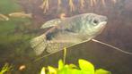 Blauwe spat, keizertetra, zebradanio sluier en Corydoras, Dieren en Toebehoren, Ophalen