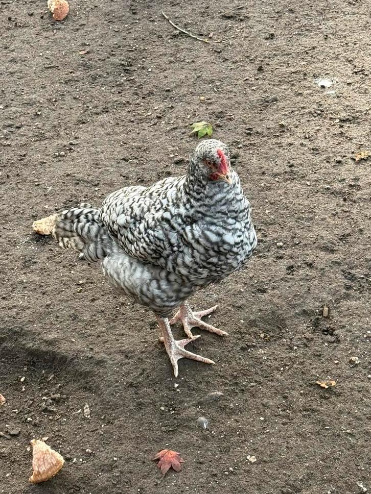 Noord Hollands hoen kippen, Dieren en Toebehoren, Pluimvee, Kip, Meerdere dieren