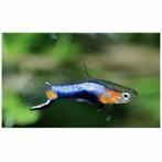 Blue Star Endler guppy, Dieren en Toebehoren, Vis