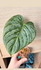 Philodendron Majestic Stekje, Huis en Inrichting, Kamerplanten, Ophalen of Verzenden, Overige soorten, Minder dan 100 cm
