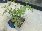 Cherry tomatenplantjes, Ophalen, Zomer, Volle zon