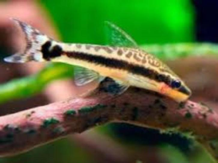 Otocinclus affinis nieuw binnen, Dieren en Toebehoren, Vissen | Aquariumvissen, Zoetwatervis, Vis, Schoolvis