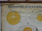 Vintage schoolplaat Kippenei / Hühnerei (Entwicklung), Antiek en Kunst, Antiek | Schoolplaten, Ophalen of Verzenden, Natuur en Biologie