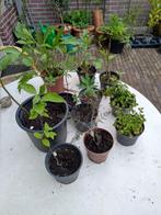Vaste planten, diverse, Vaste plant, Halfschaduw, Zomer, Ophalen