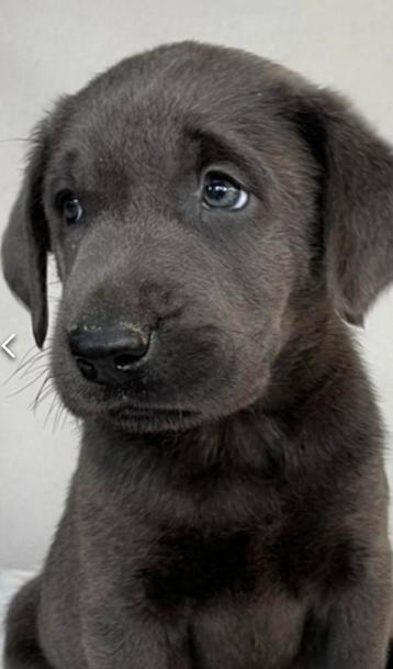 Labrador beschikbaar voor biedingen