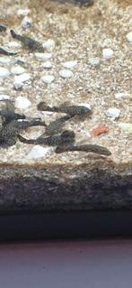 Kleine algeneters te koop, Vis