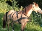 Ideal 2 span tuig maat cob, Dieren en Toebehoren, Ophalen of Verzenden, Overige soorten