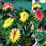 Colocasia Light Pillar (NIEUW! ), Ophalen of Verzenden, Zomer, Volle zon