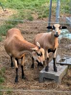 Kamaroen  2 ooien met ram 2024, Dieren en Toebehoren, Schapen, Geiten en Varkens, Meerdere dieren, Schaap