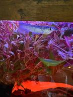 Osteoglossum Bicirrhossum Zilveren Arowana, Dieren en Toebehoren, Vissen | Aquariumvissen, Vis