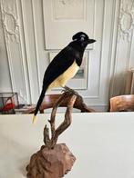 Opgezette pluchekapgaai, Ophalen of Verzenden, Vogel, Opgezet dier