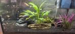 Te koop aquarium met toebehoren, Dieren en Toebehoren, Vissen | Aquaria en Toebehoren, Ophalen, Gebruikt, Gevuld zoetwateraquarium
