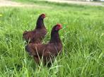 Jonge tamme Rhode Island Red kriel kippen hennen gesekst, Vrouwelijk, Kip