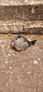 Ceresamadine man, Dieren en Toebehoren, Mannelijk
