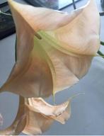 Brugmansia bio kamerplanten wit of geel stekjes bloempotten, Overige soorten, In pot, Minder dan 100 cm, Bloeiende kamerplant