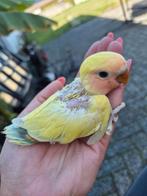 Agapornis roseicollis kuikens DNA over 2 weken bekend, Dieren en Toebehoren, Geslacht onbekend, Dwergpapegaai of Agapornis, Geringd