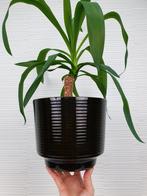 XL bloempot aardewerk. Vintage plantenpot groen keramiek., Ophalen of Verzenden, ., ., .