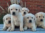 Onwijs mooie labrador x golden retriever pups., Golden retriever, CDV (hondenziekte), 8 tot 15 weken, Meerdere