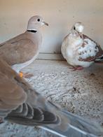 2 koppels tortelduiven, Meerdere dieren, Overige soorten