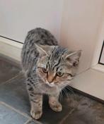 Britse korthaar kater, Dieren en Toebehoren, Katten en Kittens | Raskatten | Korthaar, Kater, Gechipt, 0 tot 2 jaar