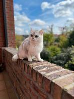 Britse korhaar (Dekkater), Dieren en Toebehoren, Katten en Kittens | Dekkaters, 0 tot 2 jaar