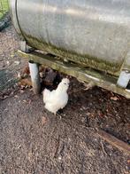 Zijdehoen haantje wit kriel, Mannelijk, Kip