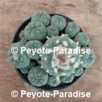 Oude unieke Peyote Cactussen !, Verzenden, Minder dan 100 cm, Bloeiende kamerplant, Volle zon