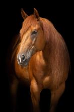 Quarter horse, Dieren en Toebehoren, Merrie, Minder dan 160 cm, Niet van toepassing, 7 tot 10 jaar