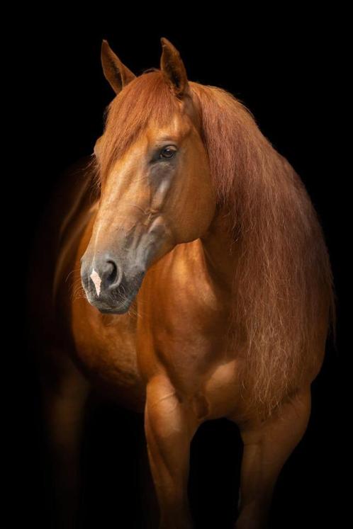 Quarter horse, Dieren en Toebehoren, Paarden, Merrie, Niet van toepassing, Minder dan 160 cm, 7 tot 10 jaar, Westernpaard, Ontwormd