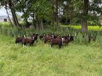 Diverse Zwartbles Ramlammeren te koop – goede afstamming, Dieren en Toebehoren, Schapen, Geiten en Varkens, Mannelijk, Schaap