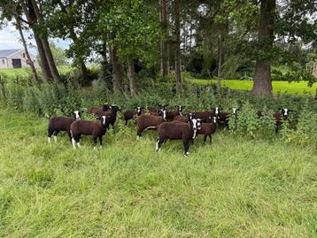 Diverse Zwartbles Ramlammeren te koop – goede afstamming beschikbaar voor biedingen