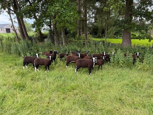 Diverse Zwartbles Ramlammeren te koop – goede afstamming, Dieren en Toebehoren, Schapen, Geiten en Varkens, Schaap, Mannelijk