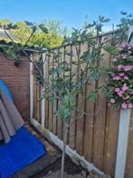 Vijgenboom, Ophalen, 100 tot 250 cm, Volle zon, Vijgenboom