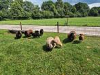 Quessant schapen, Dieren en Toebehoren, Schapen, Geiten en Varkens, Meerdere dieren, Schaap