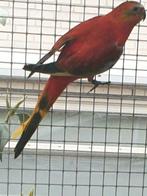 Gezocht wildkleur rood opaline turquoisine parkieten, Dieren en Toebehoren, Vogels | Parkieten en Papegaaien