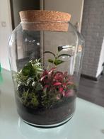 Terrarium / gesloten ecosysteem, Huis en Inrichting, Kamerplanten, Ophalen, Overige soorten, Minder dan 100 cm