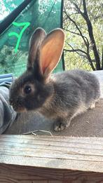 Duitse reus voedster ( otter), Dieren en Toebehoren, Konijnen, Vrouwelijk, Groot