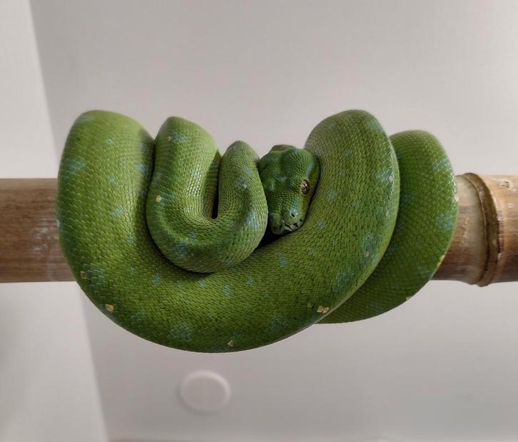 Morelia viridis(Sorong), vrouw nk. 2022