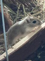 Gratis: gerbils, kooien en uitzet, Rat, Meerdere dieren, Tam, September