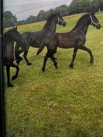 2 FRIESE MERRIE VEULENS, Dieren en Toebehoren, Paarden, Merrie, Minder dan 160 cm, Niet van toepassing, 0 tot 2 jaar