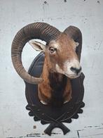 Mooie Moeflon Trofee op Houten Schild, Verzamelen, Dierenverzamelingen, Ophalen of Verzenden